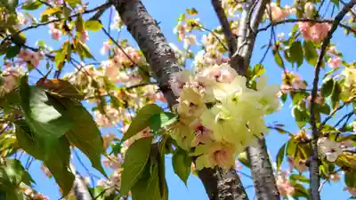 六孫王神社(京都府)
