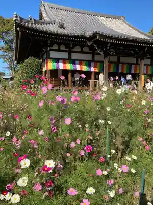 般若寺 ❁﻿コスモス寺❁(奈良県)