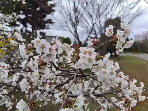 美瑛神社の自然