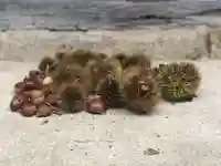 木舟山 順教寺の自然