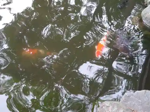 寒川神社の動物