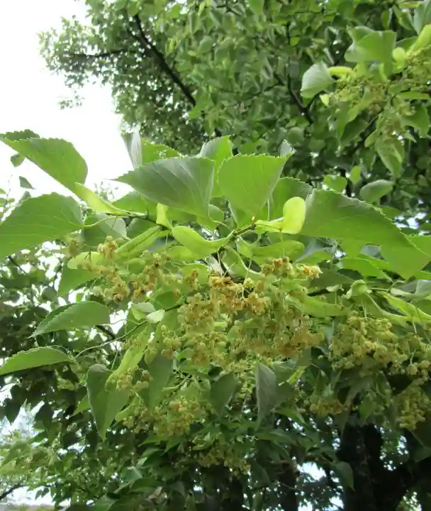 今熊野観音寺(京都府)