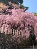 小川諏訪神社の自然