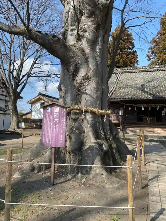 白鳥神社の{uncategorized: "未分類", other: "その他", undefined: "問題あり", building: "その他建物", grave: "お墓", sacred_gate: "鳥居", guardian: "狛犬", statue: "像", buddha: "仏像", history: "歴史", nature: "自然", garden: "庭園", animal: "動物", pagoda: "塔", temizu: "手水舎", mountain_gate: "山門・神門", sanctuary: "本殿・本堂", subordinate: "末社・摂社", art: "芸術", scenery: "景色", jizo: "地蔵", ema: "絵馬", goshuin: "御朱印", omikuji: "おみくじ", items: "授与品その他", amulet: "お守り", goshuincho: "御朱印帳", eats: "食事", festival: "お祭り", votive_dance: "神楽", shichigosan: "七五三参", wedding: "結婚式", experience: "体験その他", initially: "初詣", around: "周辺", anti_infection: "感染症対策"}