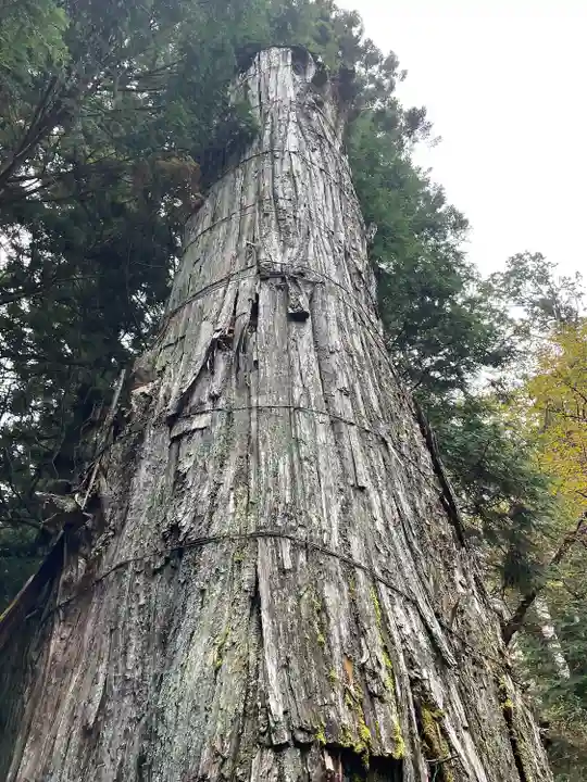 日光東照宮の自然