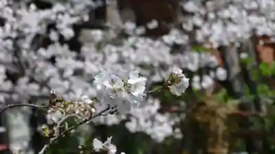 牛嶋天満宮の自然