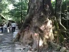 伊勢神宮内宮（皇大神宮）の自然