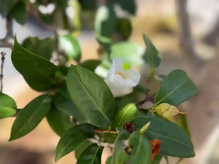 西方山極楽寺(岐阜県)
