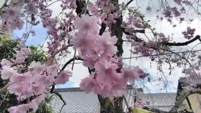 安樂寺天満宮の自然