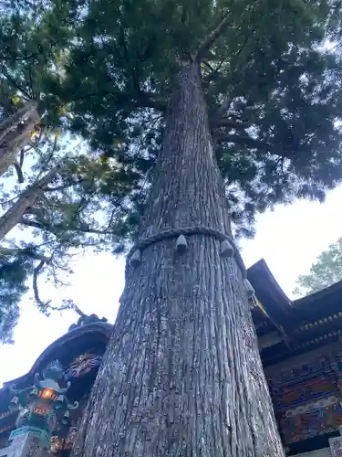三峯神社(埼玉県)