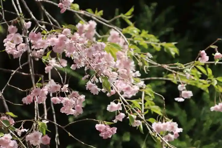 土津神社|こどもと出世の神さまの自然