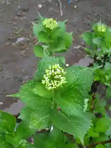 伏木香取神社(茨城県)(2023年06月02日(金) 08時06分12秒投稿)