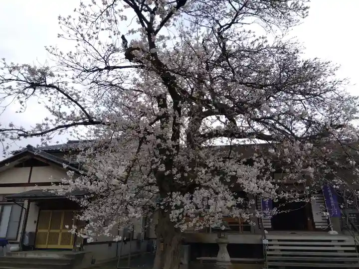 妙経寺(福井県)