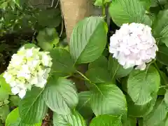 徳島眉山天神社の自然