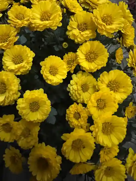 大宮温泉神社(栃木県)