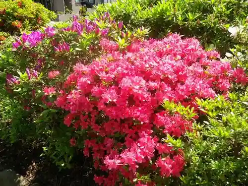 鶴岡八幡宮の自然