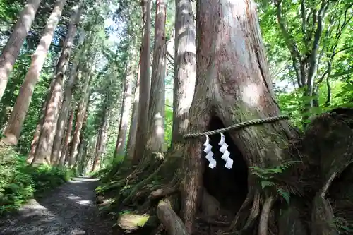 戸隠神社奥社の自然
