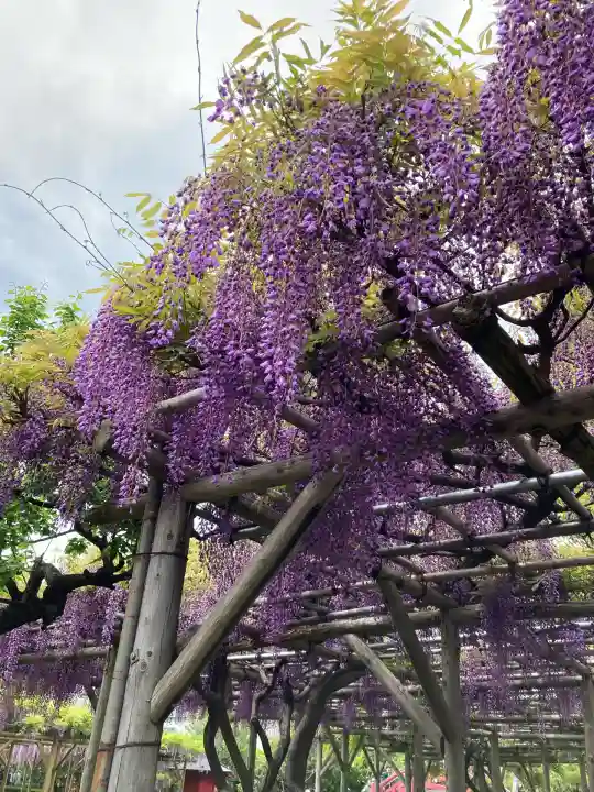 亀戸天神社(東京都)