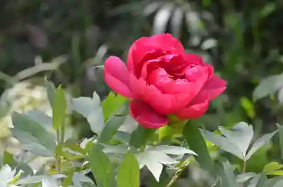青龍山 吉祥寺(群馬県)