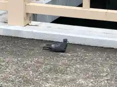 亀戸天神社の動物