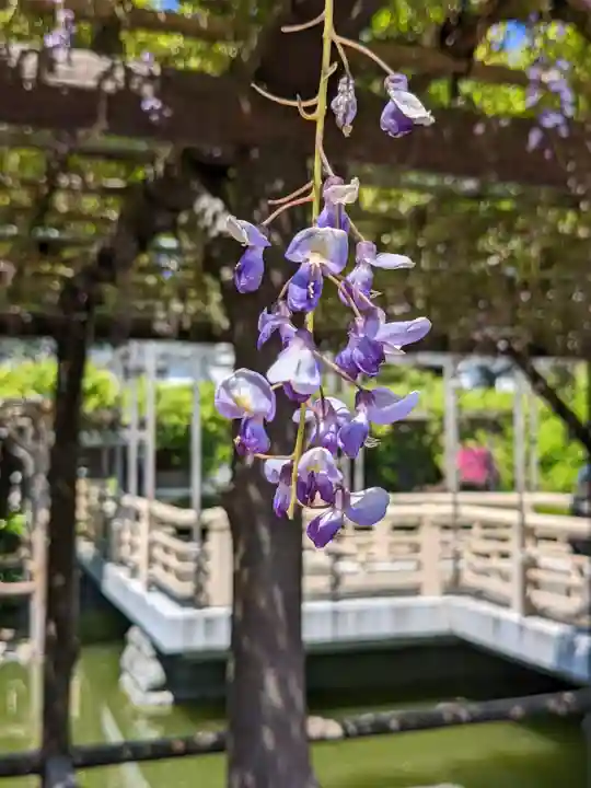 亀戸天神社の自然