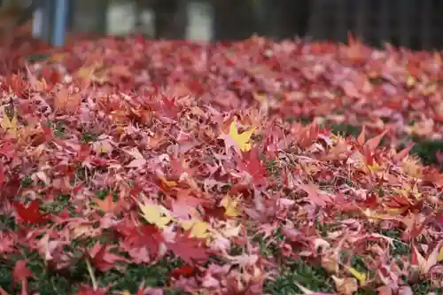 開成山大神宮の自然