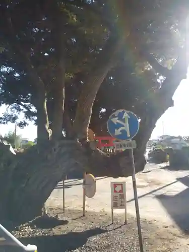 道路衢神の自然