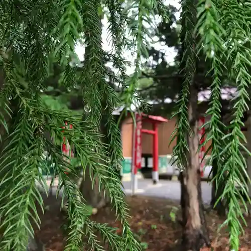 高司神社〜むすびの神の鎮まる社〜の自然