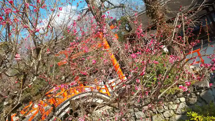 賀茂御祖神社(下鴨神社)の自然