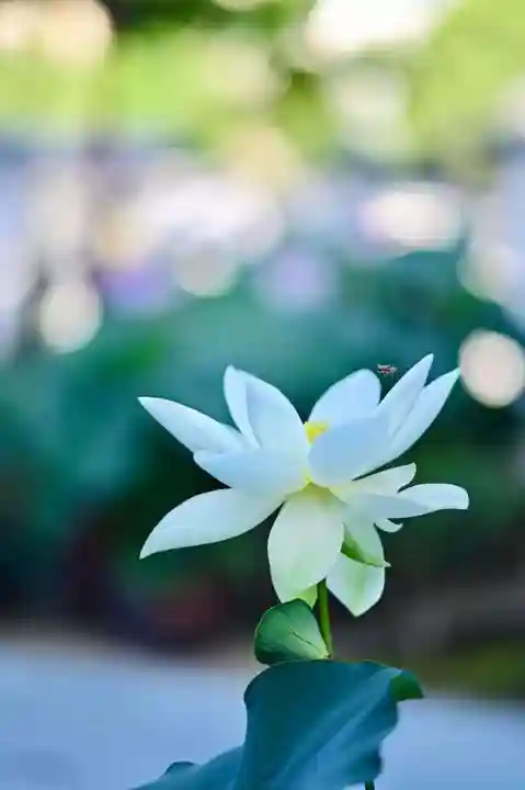 浄土寺(兵庫県)