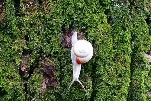 鴨都波神社の動物