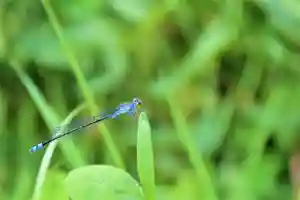 金蛇水神社(宮城県)(2023年08月23日(水) 12時19分16秒投稿)