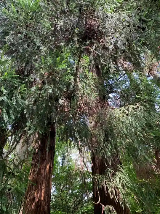 宮原八幡宮の自然