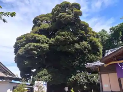 九重神社(埼玉県)