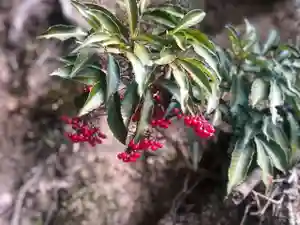 木舟山 順教寺の自然(2022年02月16日(水) 12時15分44秒投稿)