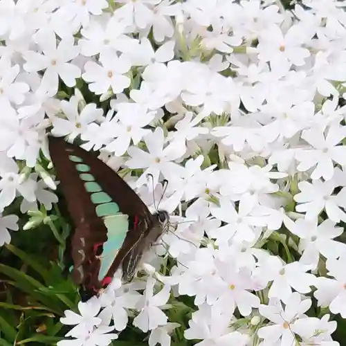 寿量山　速成寺の庭園