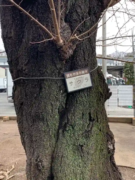 深大寺稲荷神社の自然