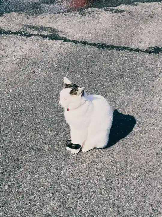 御誕生寺(猫寺)の動物