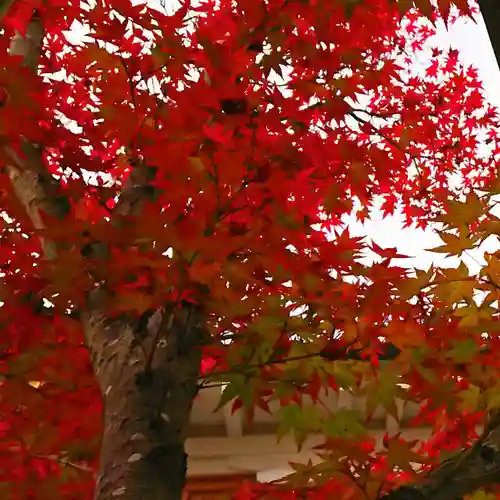寿量山　速成寺の自然