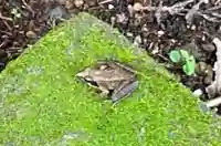 大宮温泉神社の動物