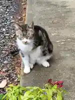 玉野御嶽神社の動物