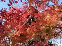 真正極楽寺(真如堂)の自然