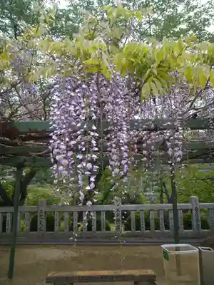 木華佐久耶比咩神社の自然