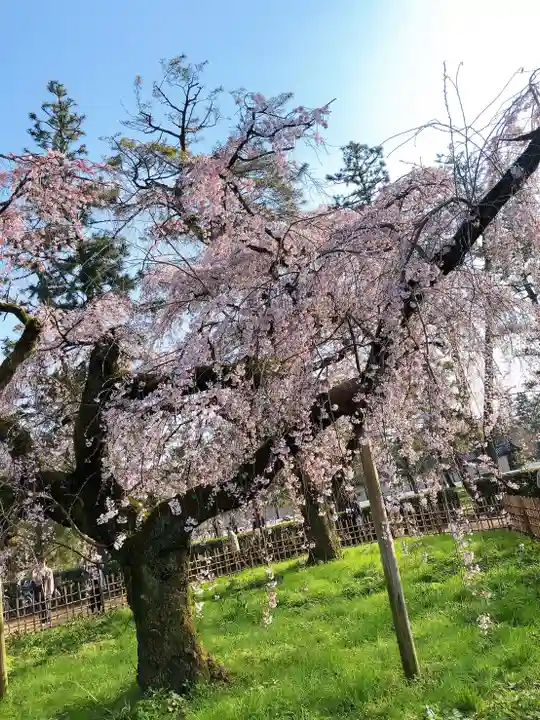 晴明神社の自然