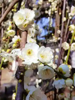 圓照寺(東京都)