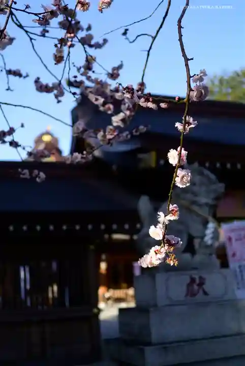 亀ケ池八幡宮の自然