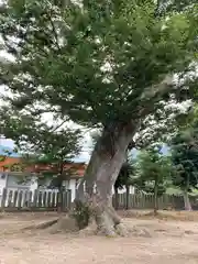 小内神社の自然