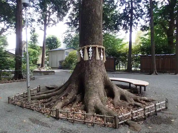 星川杉山神社の自然
