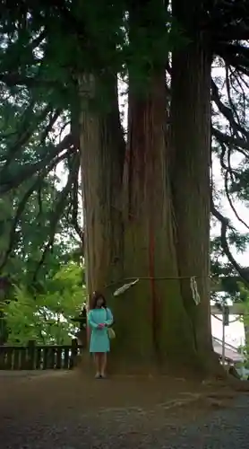 戸隠神社中社の自然