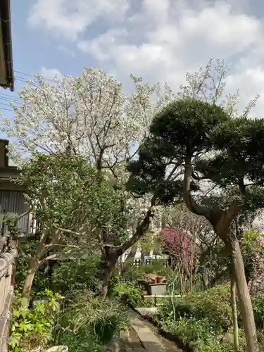 収玄寺の庭園